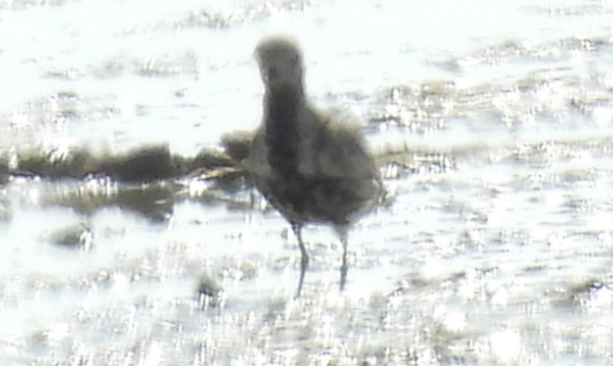 European Golden-Plover - ML644305910