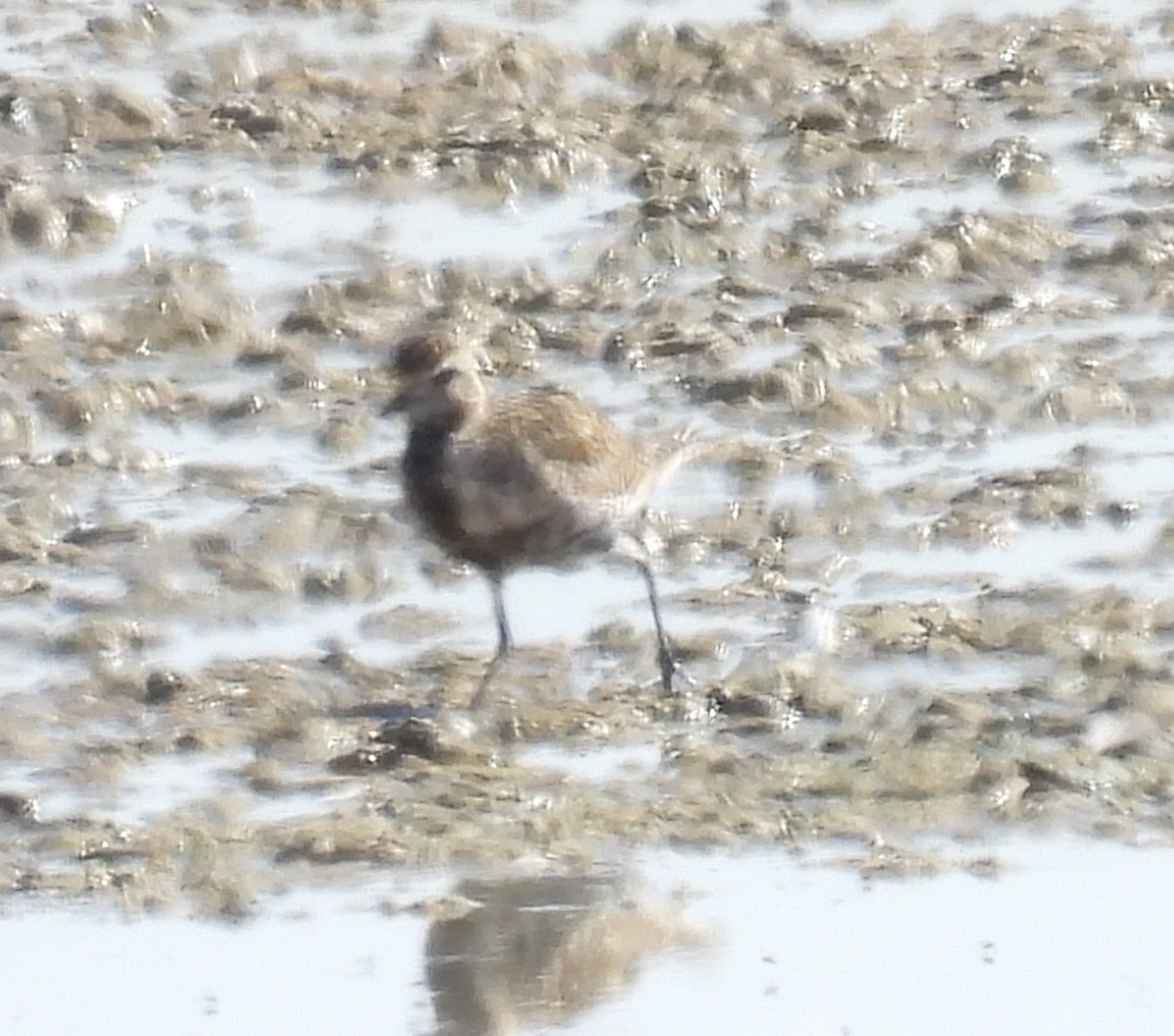 European Golden-Plover - ML644305911