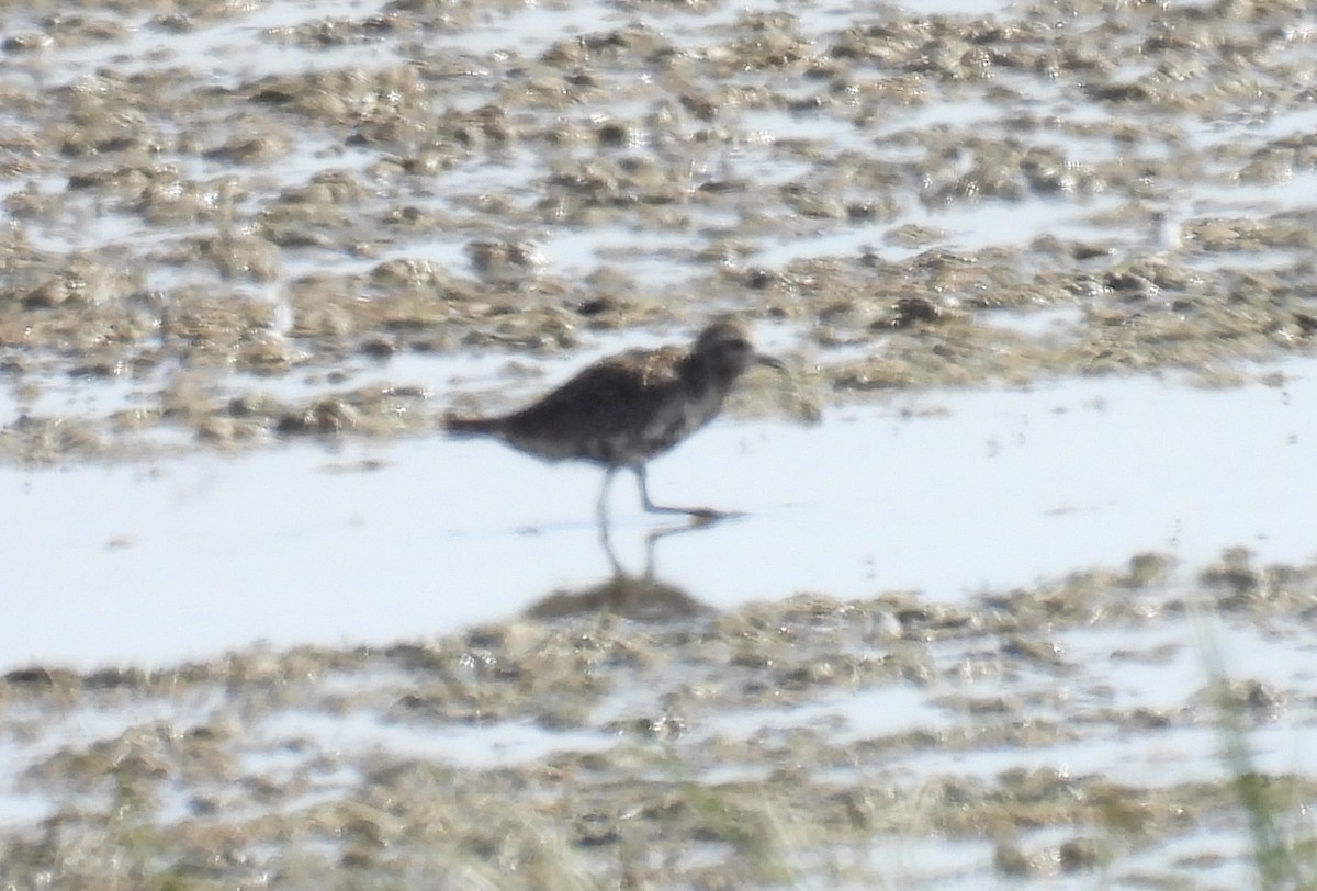 European Golden-Plover - ML644305912