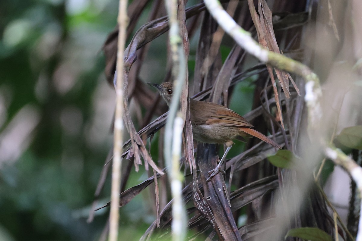 Sulawesi Babbler - ML644305920