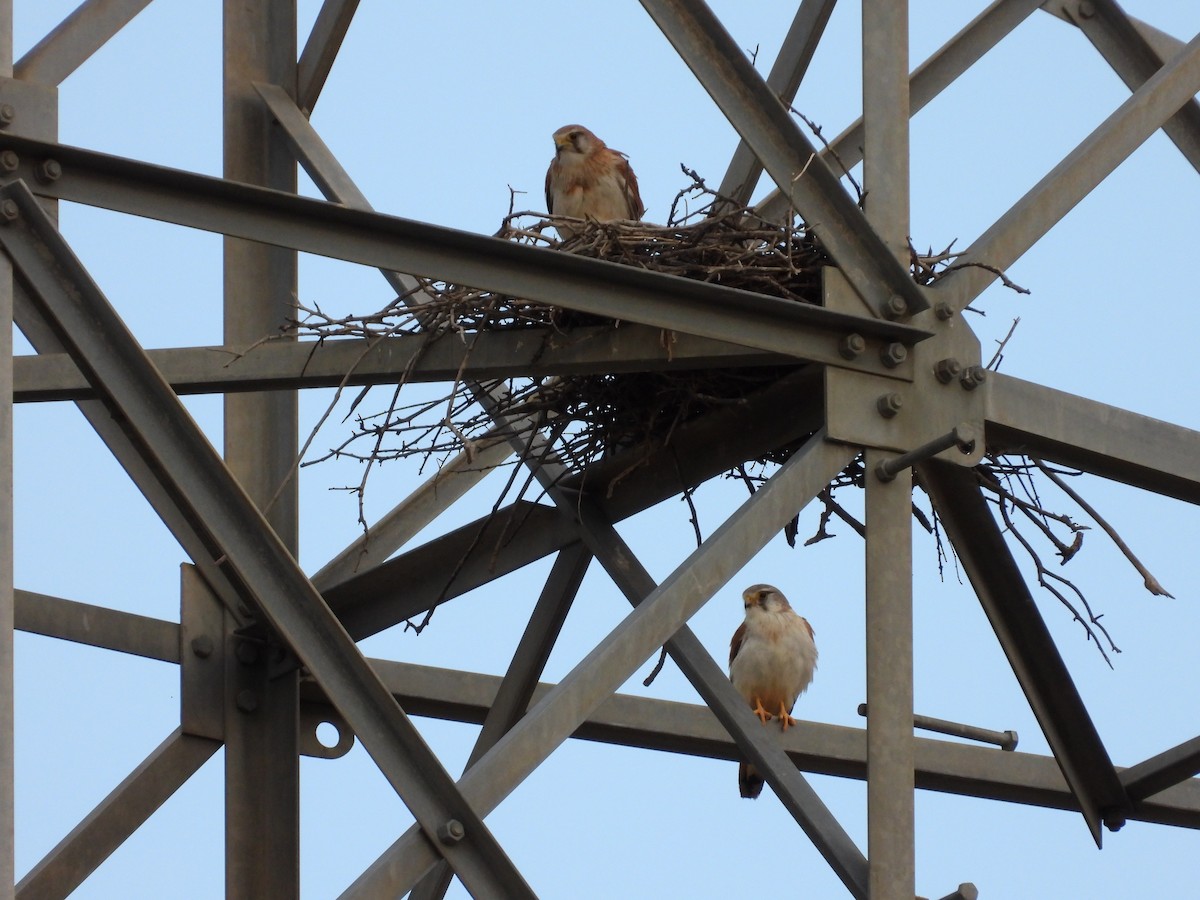 Nankeen Kestrel - ML644305922
