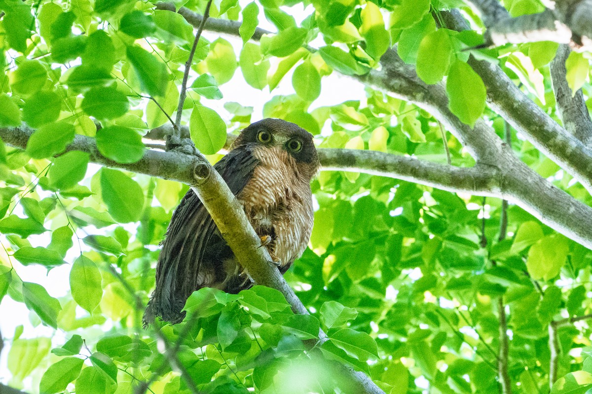 Сова-голконіг руда - ML644305935