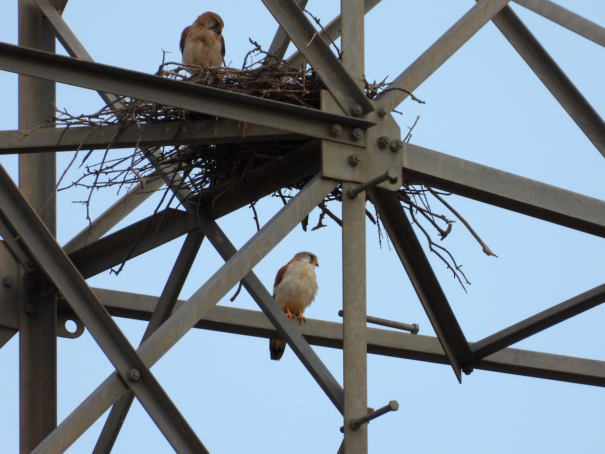 Nankeen Kestrel - ML644305936