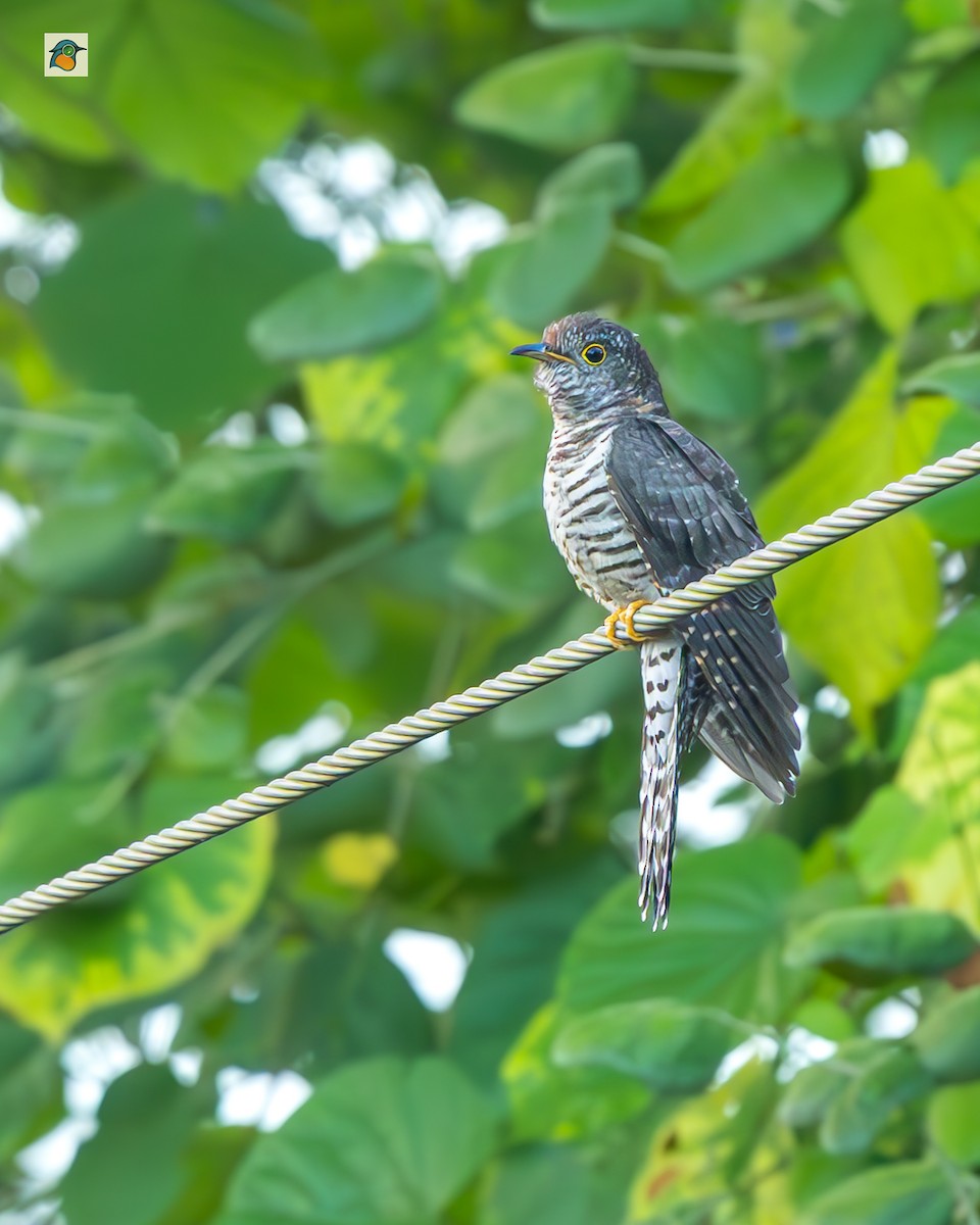 Хурган хөхөө - ML644305939