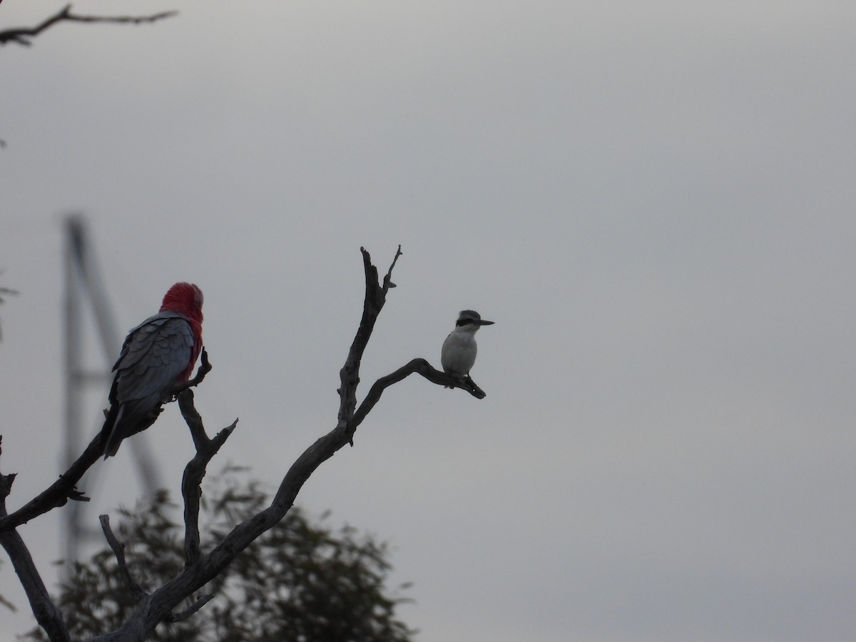 Rotbürzelliest - ML644305943