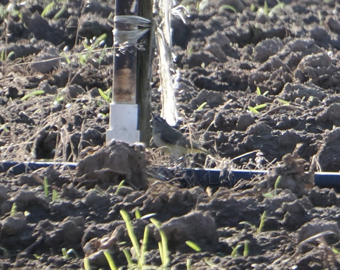 Yellow-rumped Thornbill - ML644305949