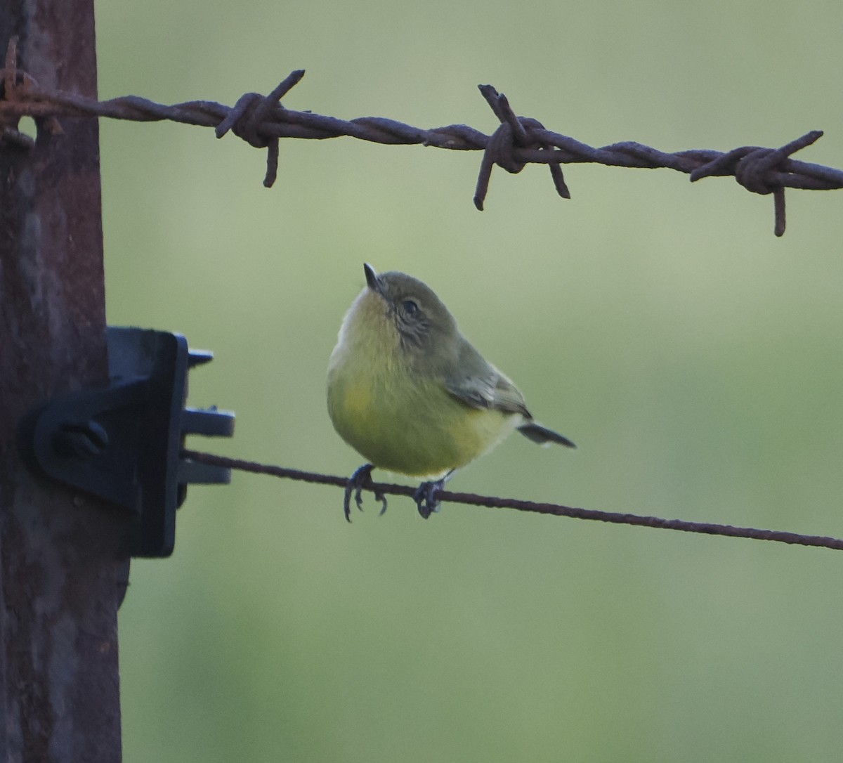 ヒメトゲハシムシクイ - ML644305951