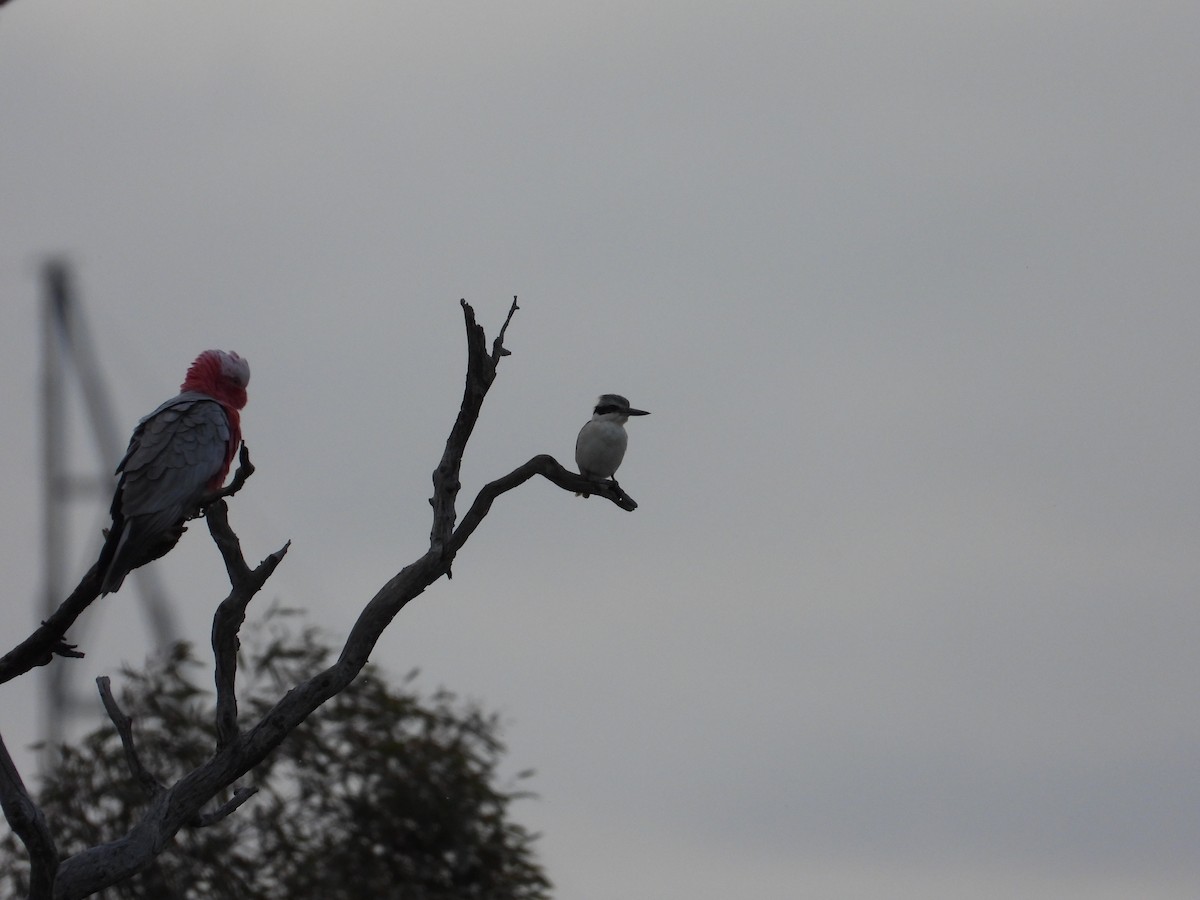 Rotbürzelliest - ML644305952