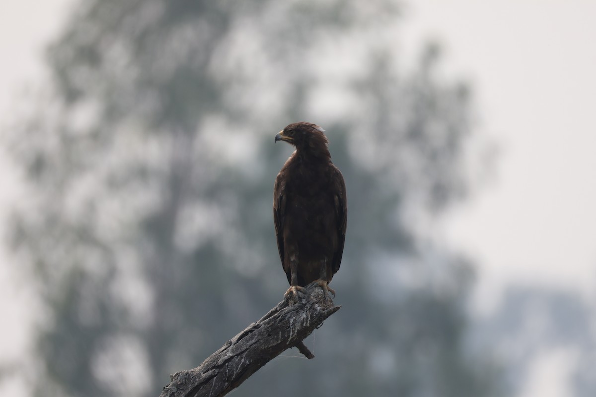 Indian Spotted Eagle - ML644305961