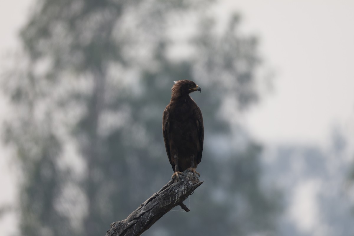 Indian Spotted Eagle - ML644305962