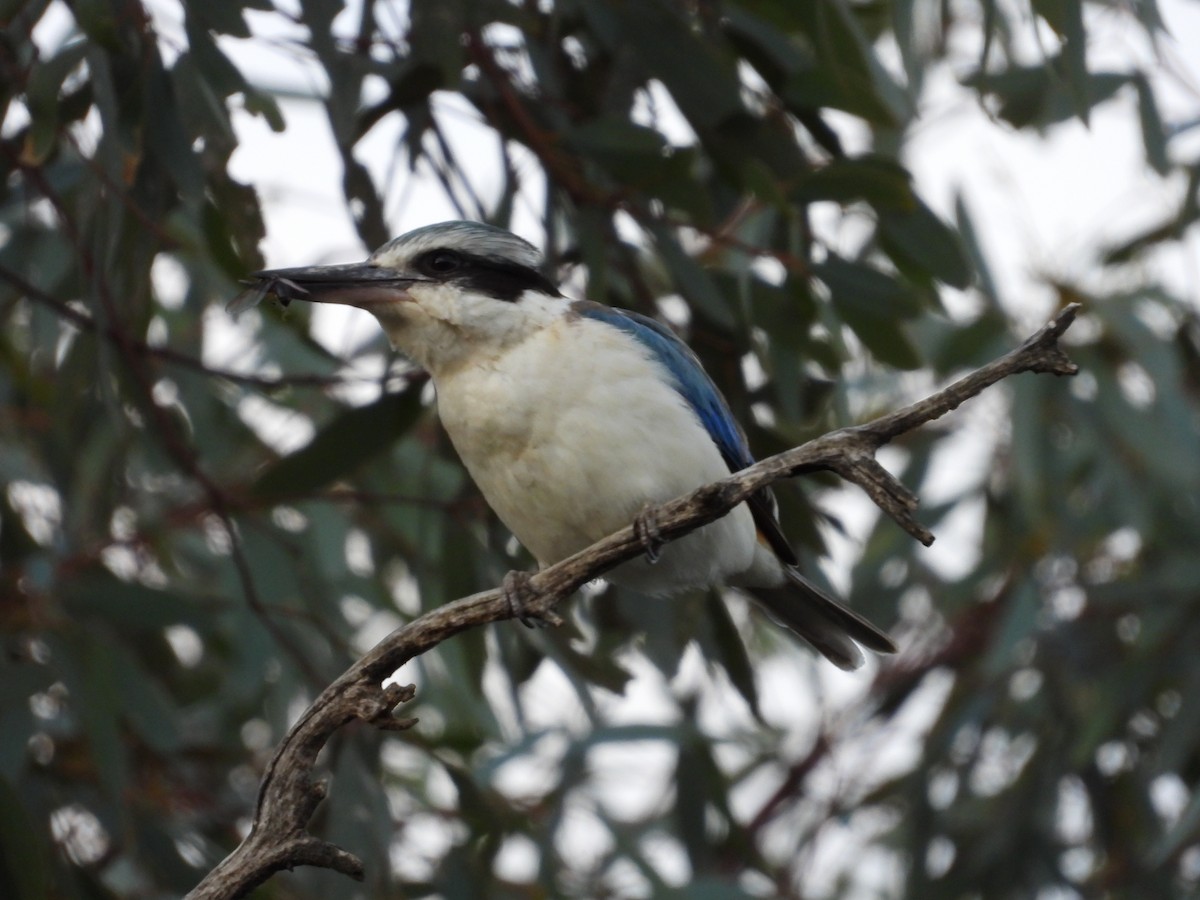 Rotbürzelliest - ML644305971