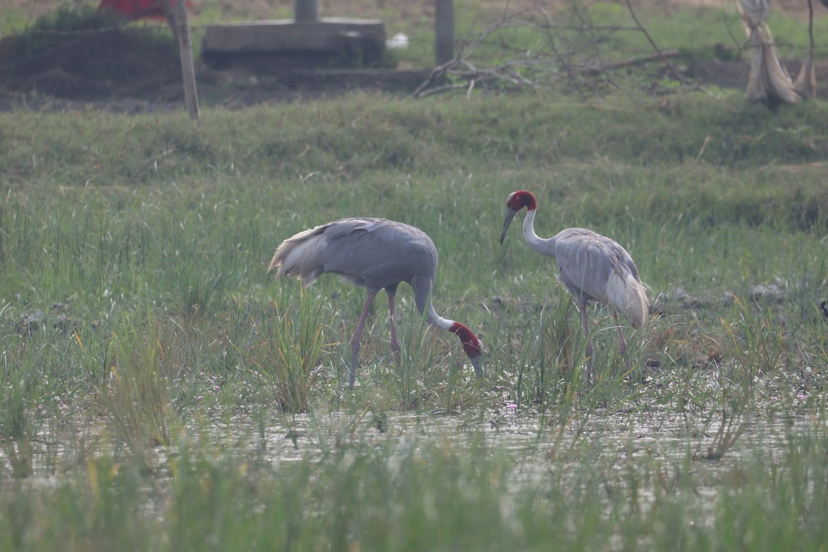 Sarus Crane - ML644305978