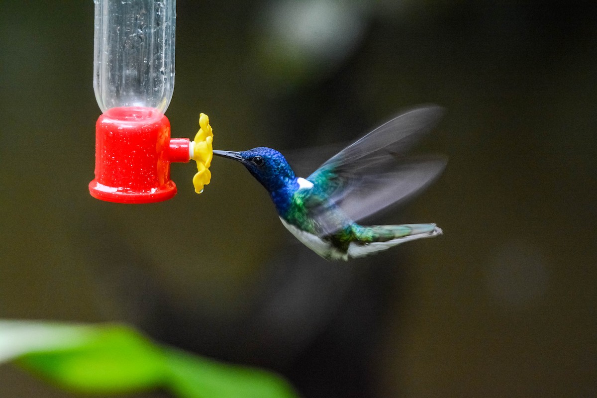 シロエリハチドリ - ML644305982