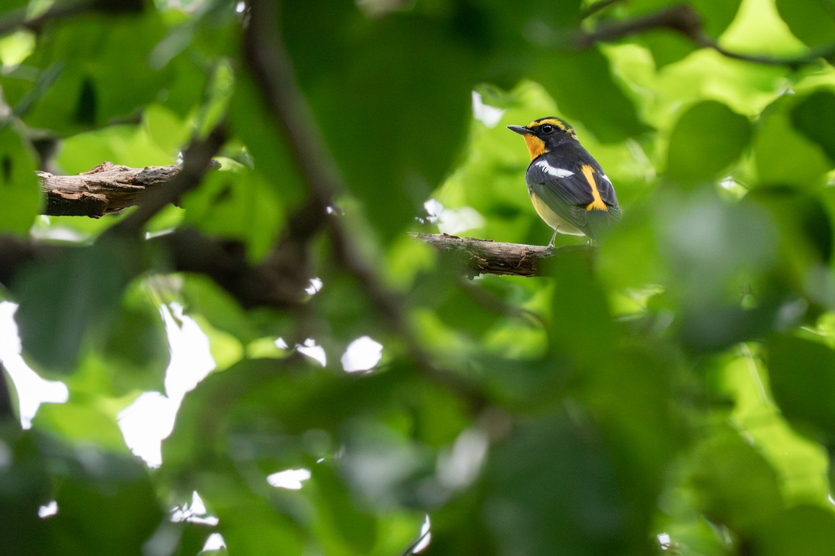 Narcissus Flycatcher - ML644305983