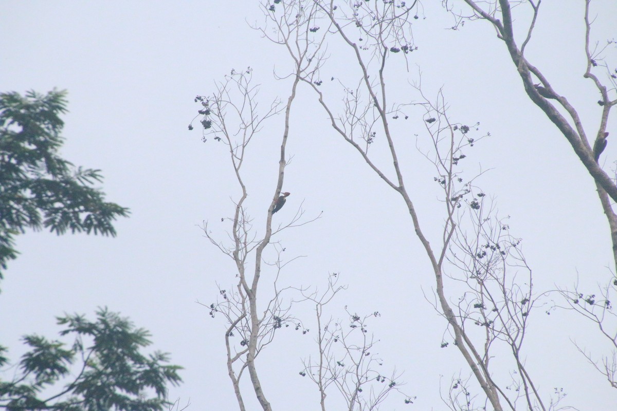 Orange-backed Woodpecker - ML644305985