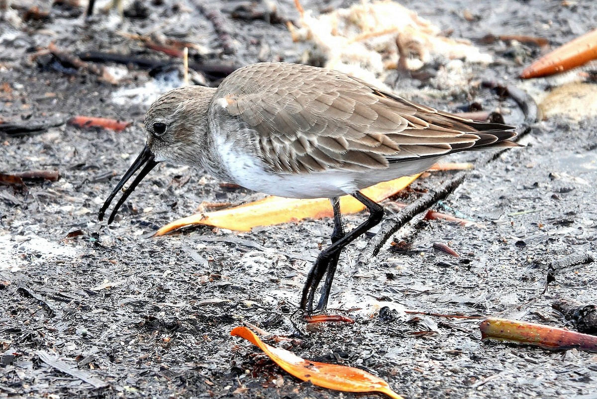 Dunlin - ML644305988