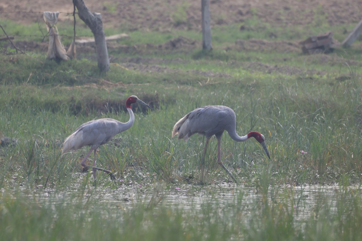 Sarus Crane - ML644305993