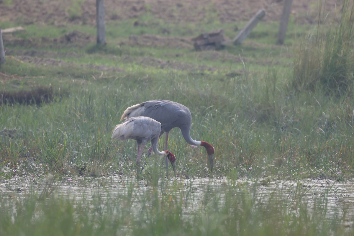Sarus Crane - ML644305994