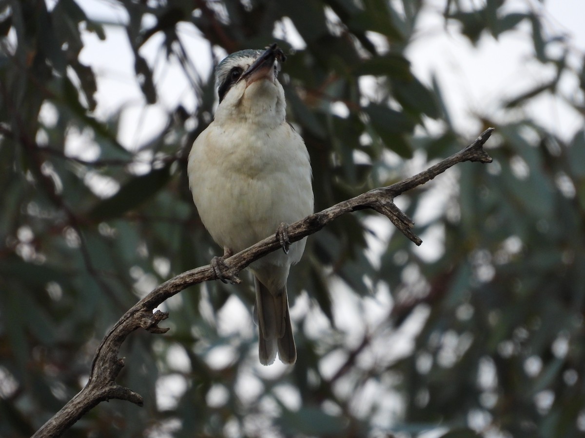 Rotbürzelliest - ML644305996