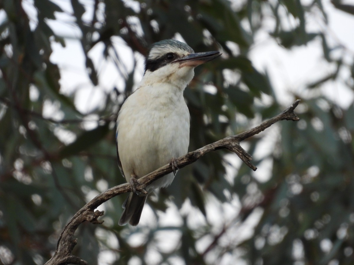 Rotbürzelliest - ML644305997