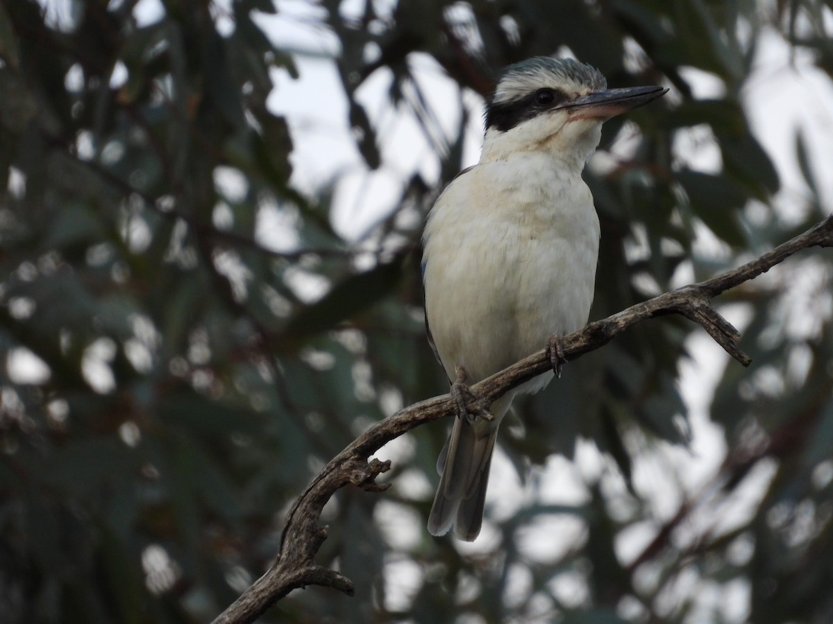 Rotbürzelliest - ML644305998