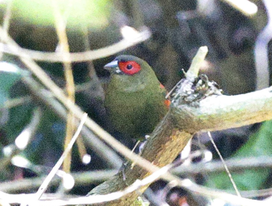 Red-faced Crimsonwing - ML644305999