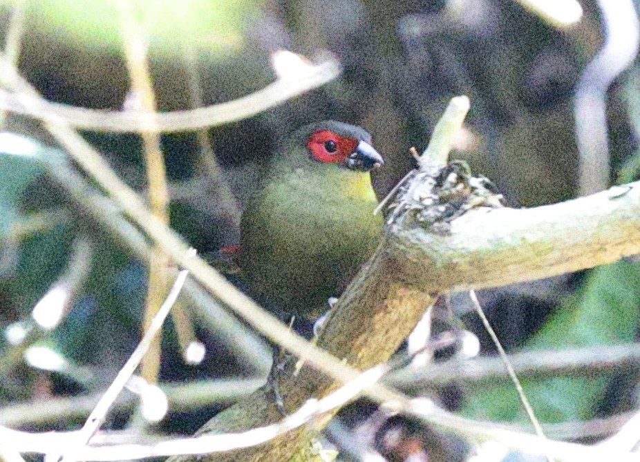 Red-faced Crimsonwing - ML644306000