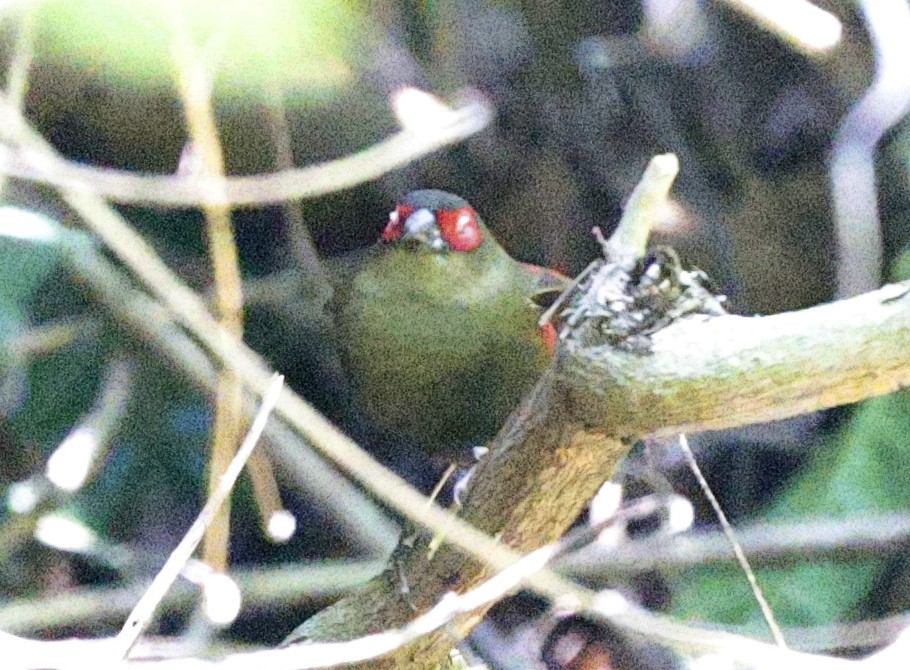 Red-faced Crimsonwing - ML644306001