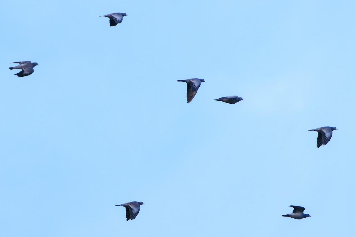 skogdue - ML644306002