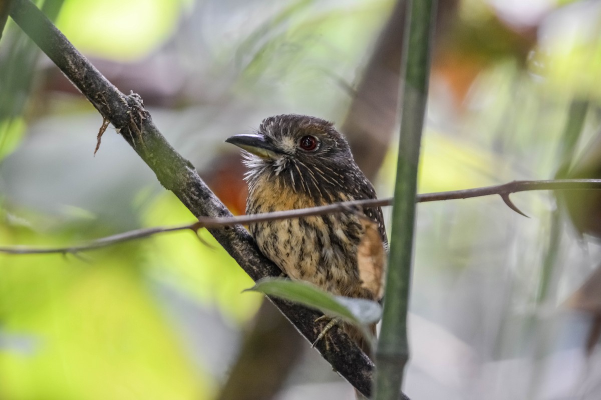 White-whiskered Puffbird - ML644306003