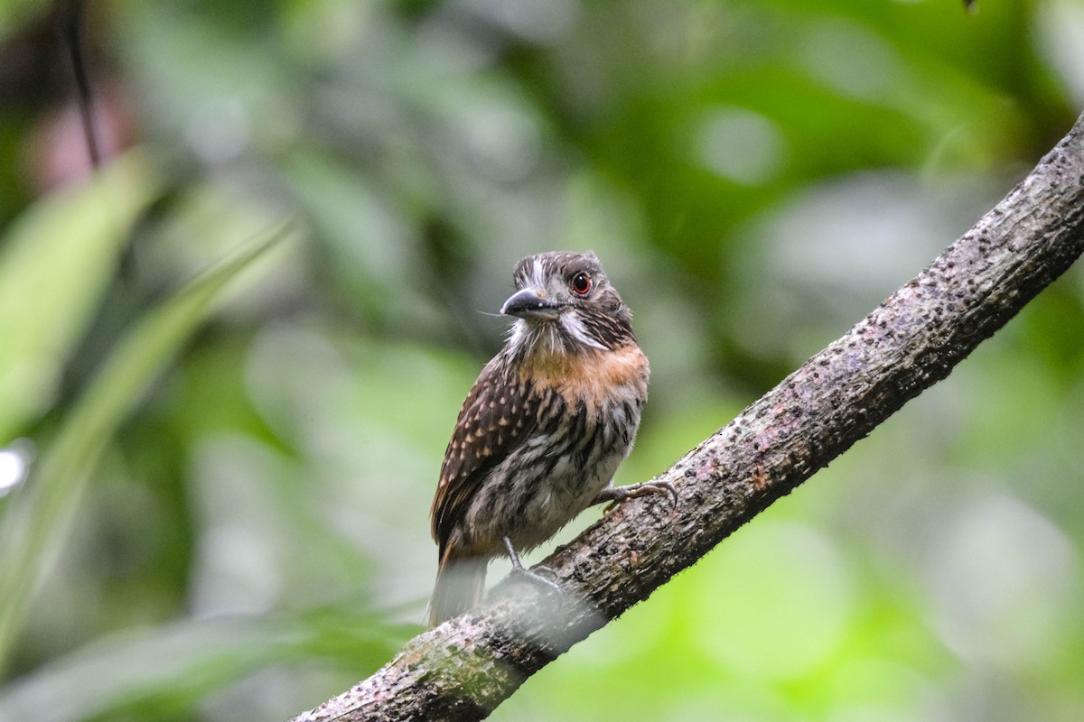 White-whiskered Puffbird - ML644306004