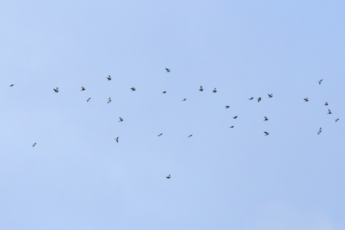 skogdue - ML644306005