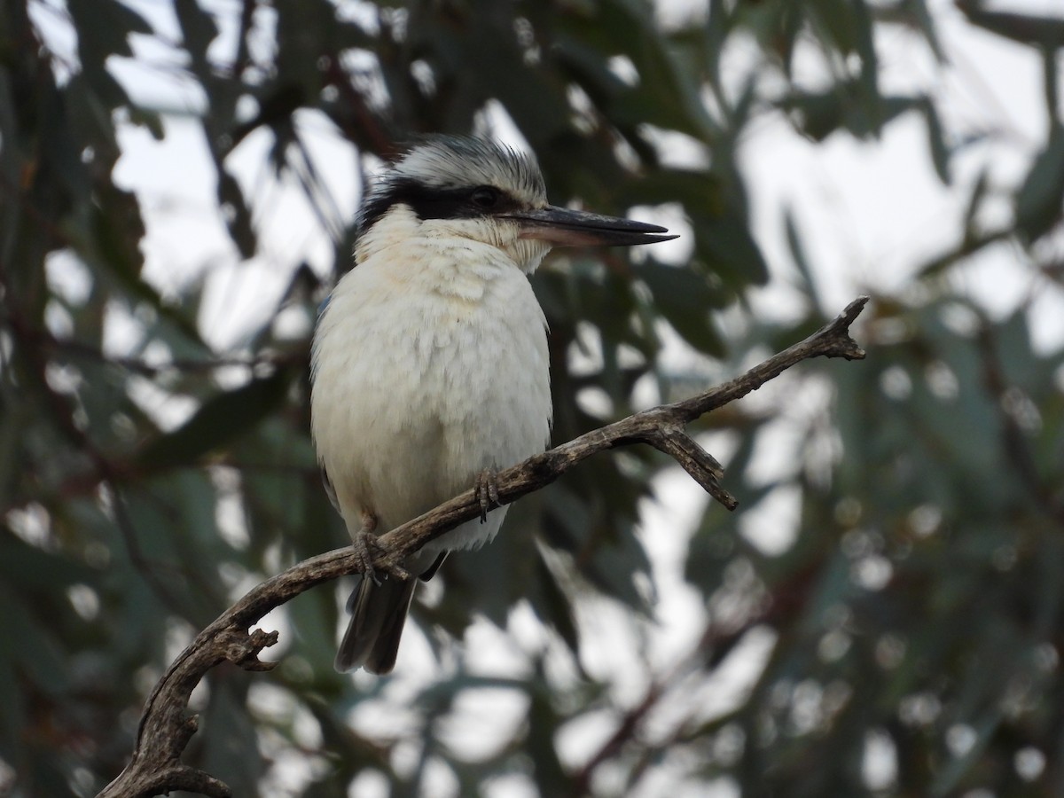 Rotbürzelliest - ML644306010