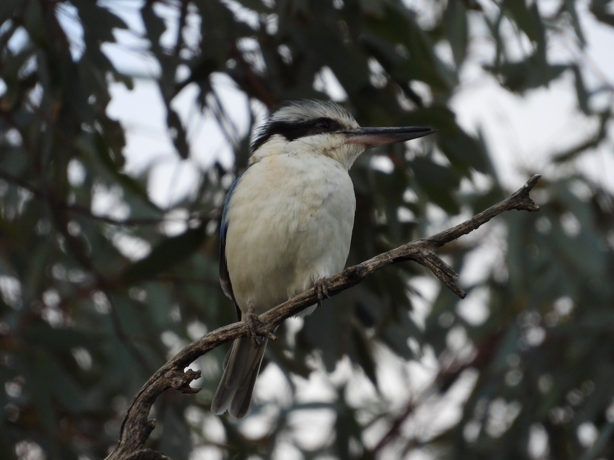 Rotbürzelliest - ML644306012