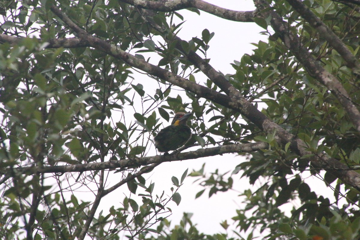 Gold-whiskered Barbet - ML644306014
