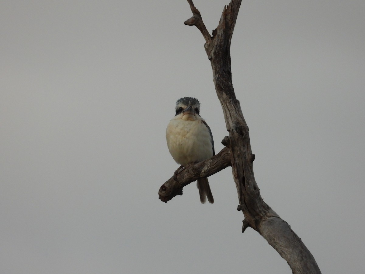 Rotbürzelliest - ML644306020