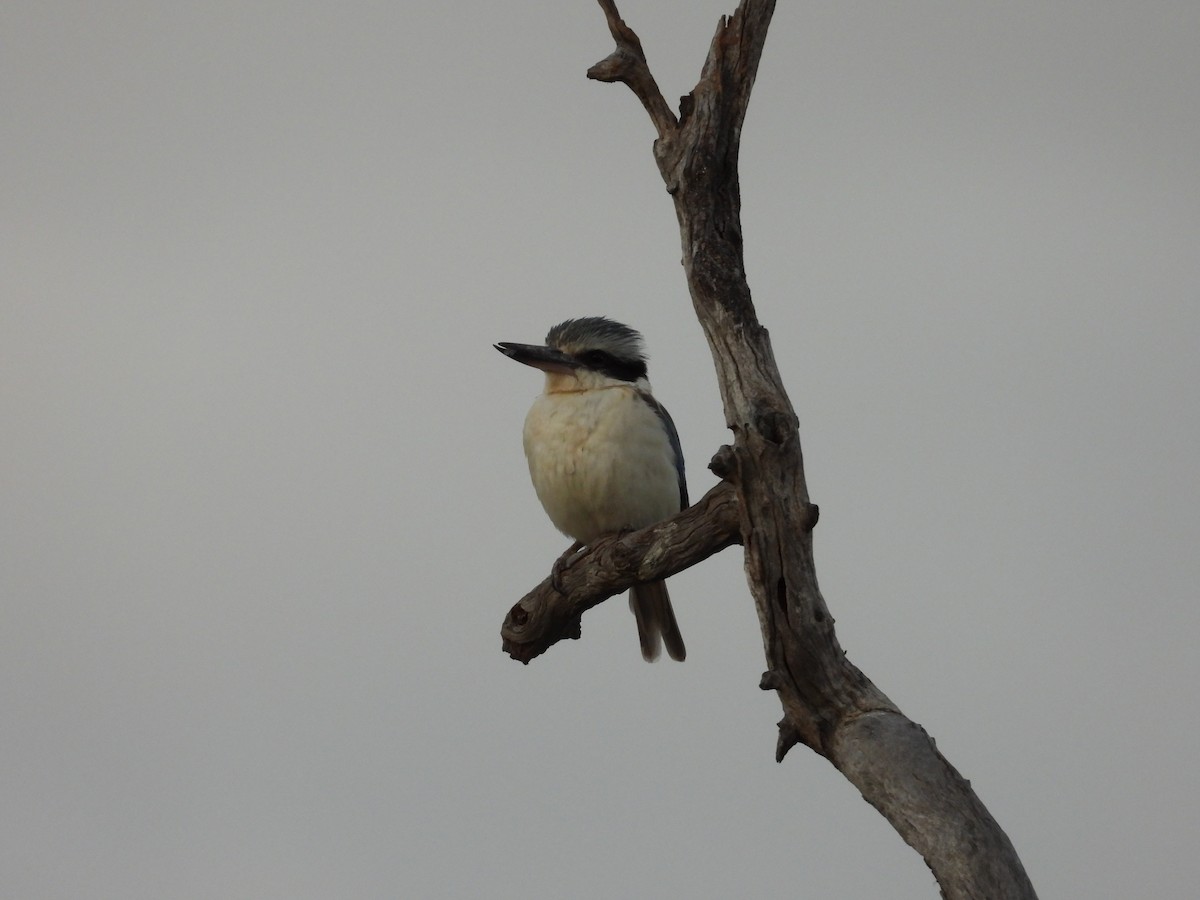 Rotbürzelliest - ML644306021