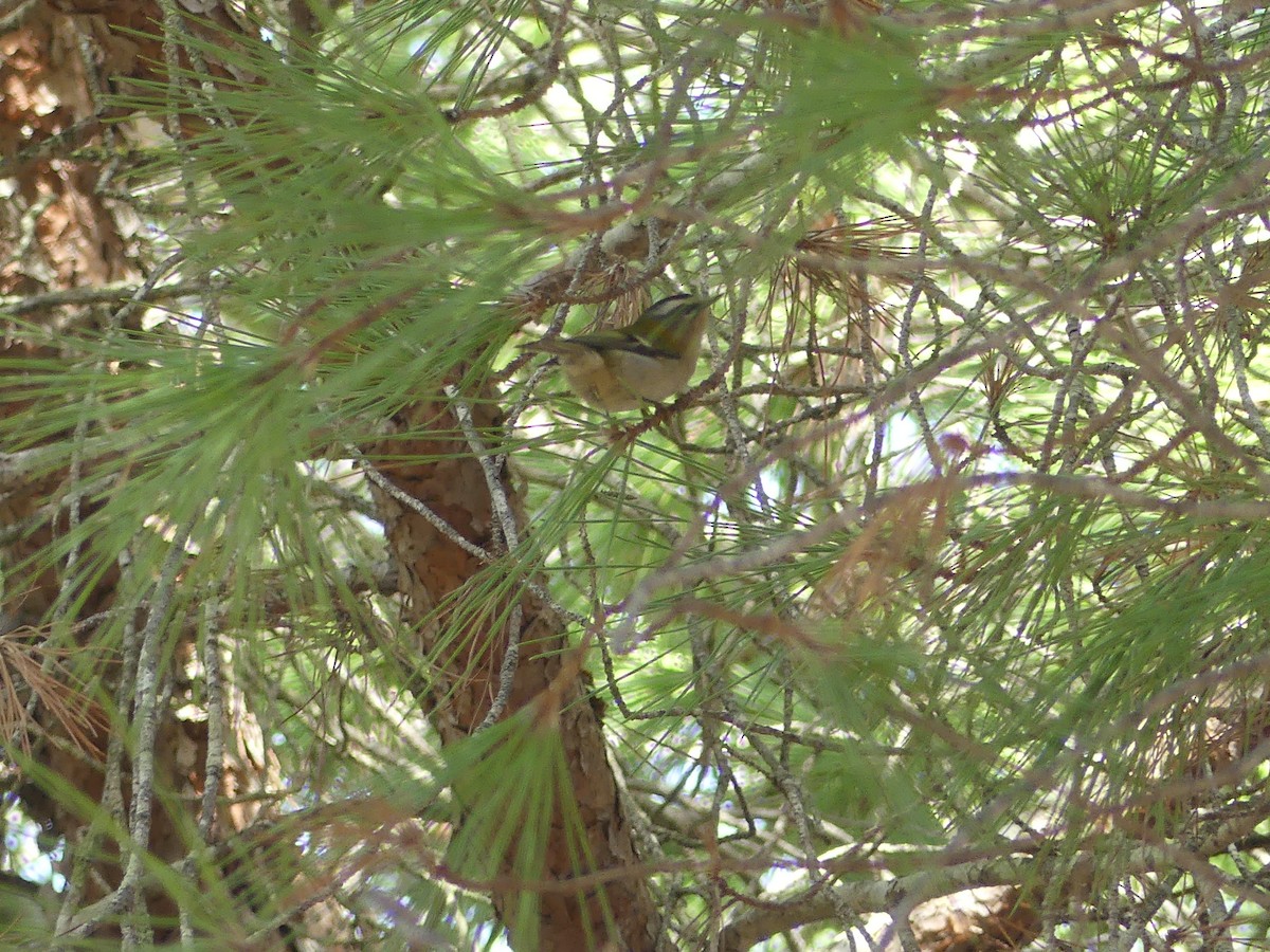 Common Firecrest - ML644306030