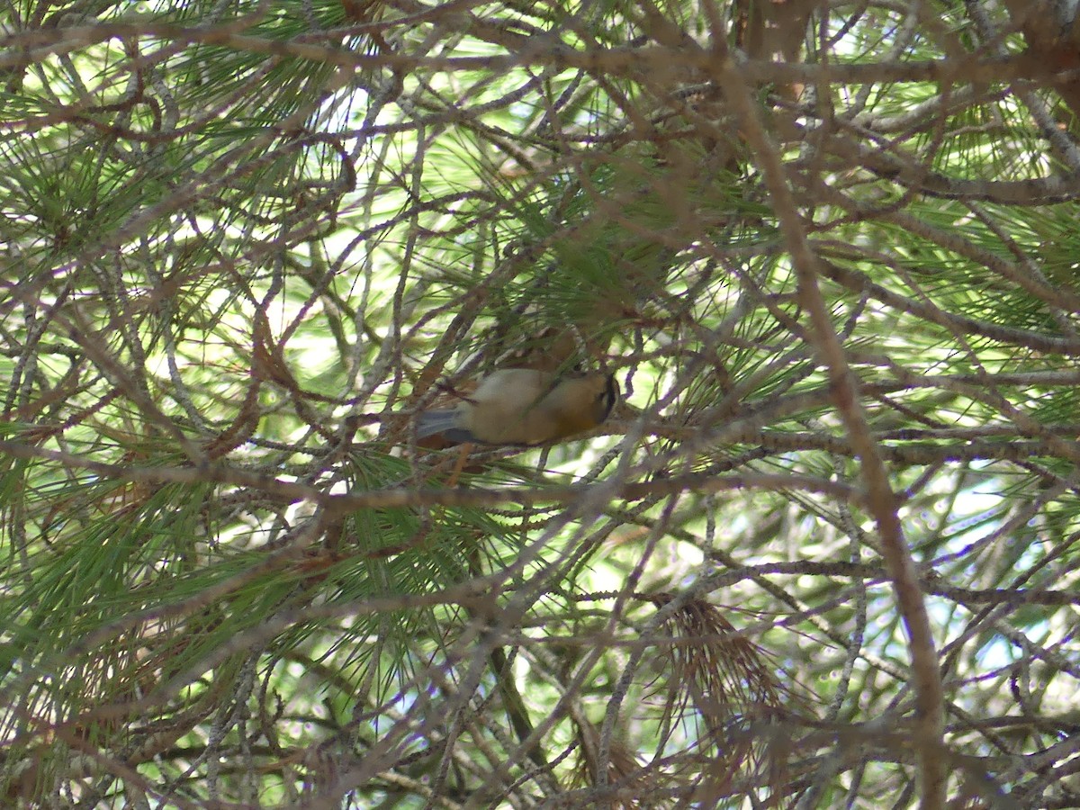 Common Firecrest - ML644306037