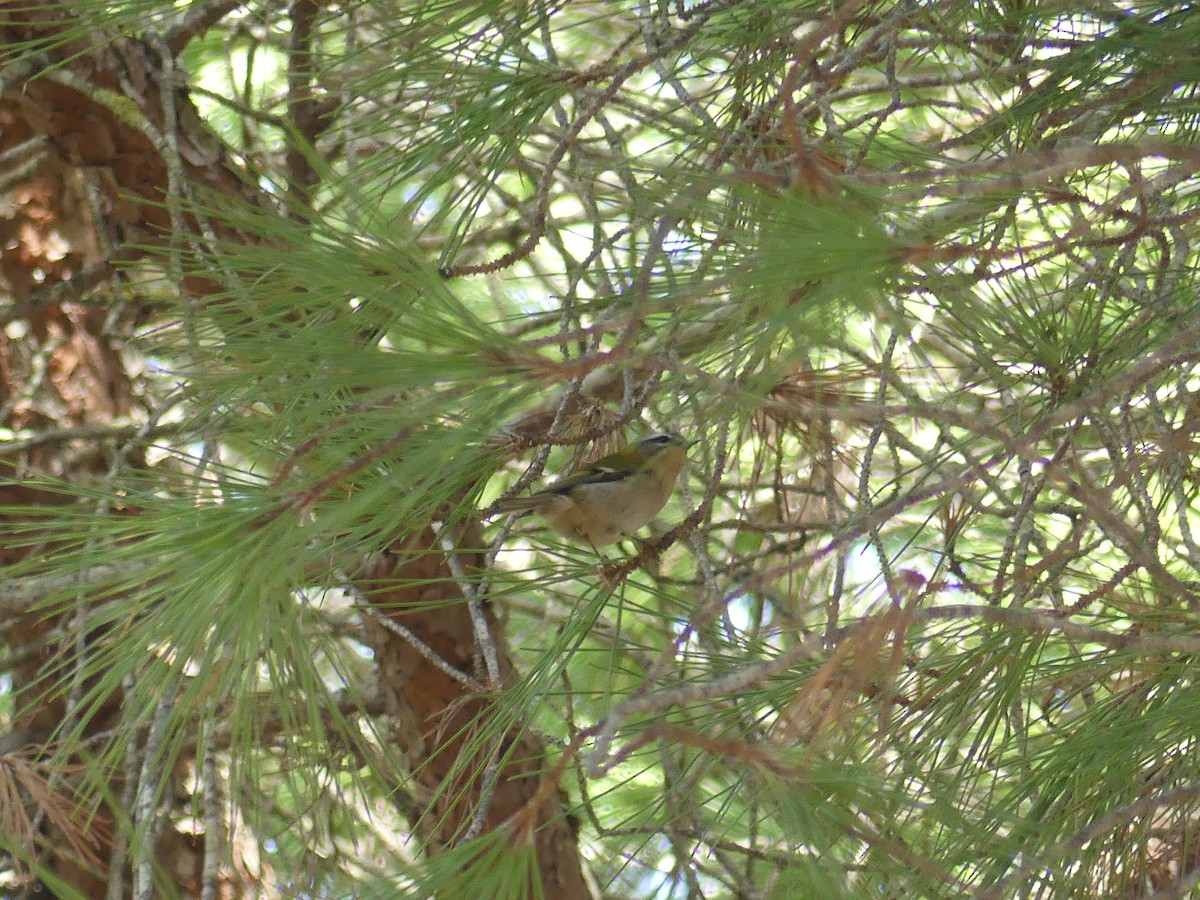 Common Firecrest - ML644306043