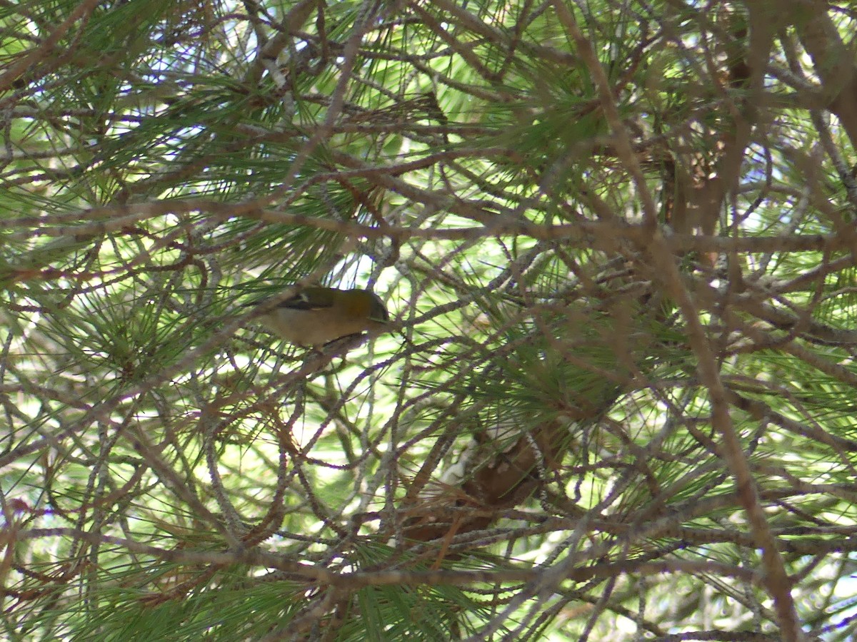 Common Firecrest - ML644306044