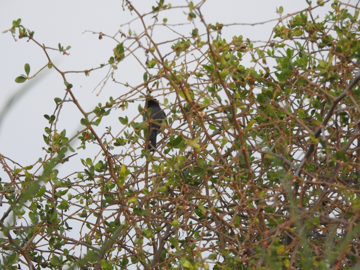 Sardinian Warbler - ML644306045