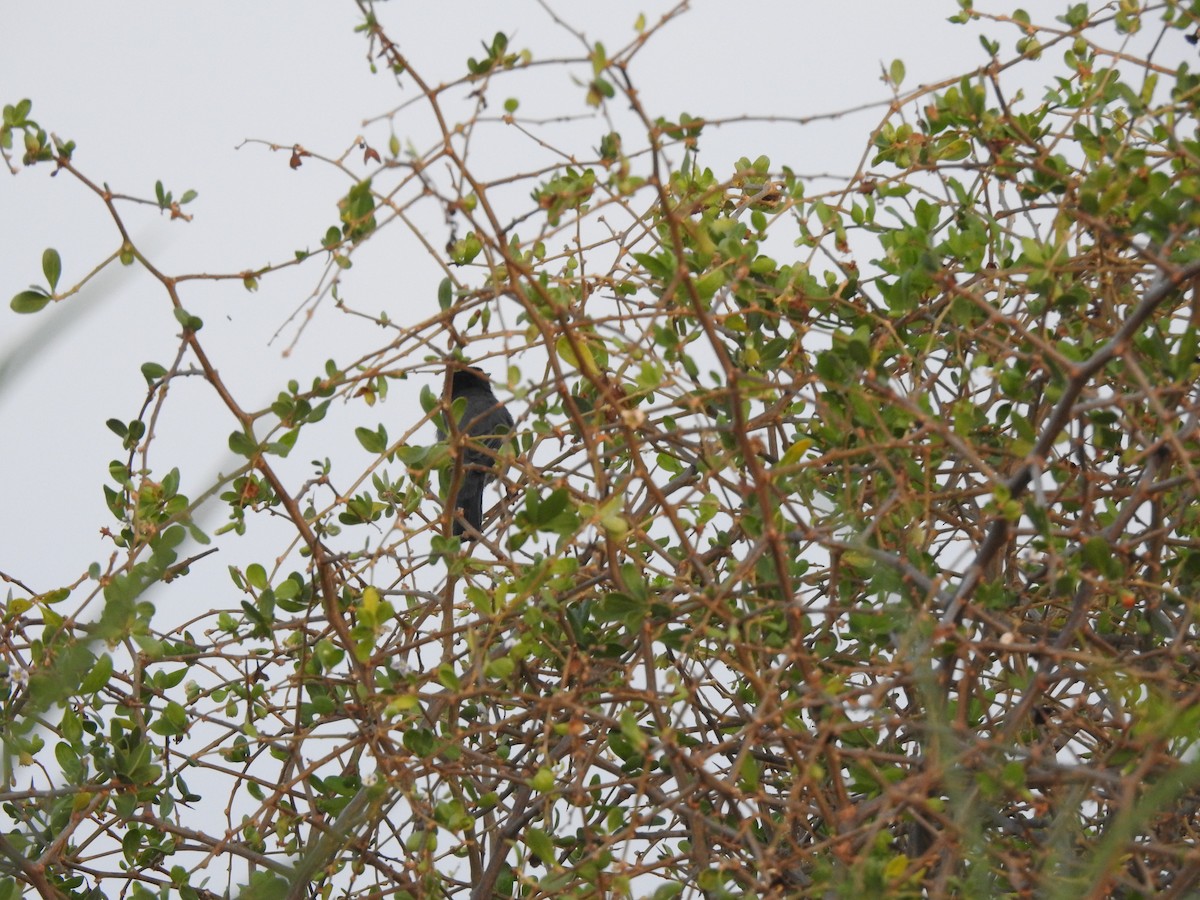 Sardinian Warbler - ML644306046