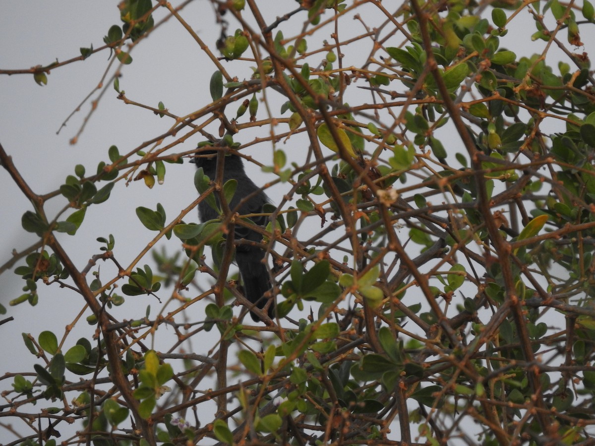 Sardinian Warbler - ML644306047