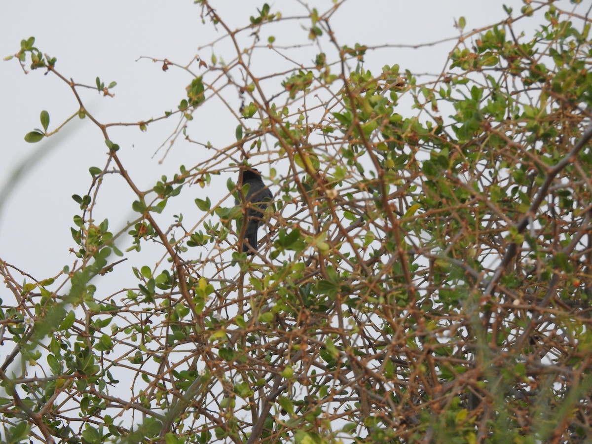 Sardinian Warbler - ML644306048