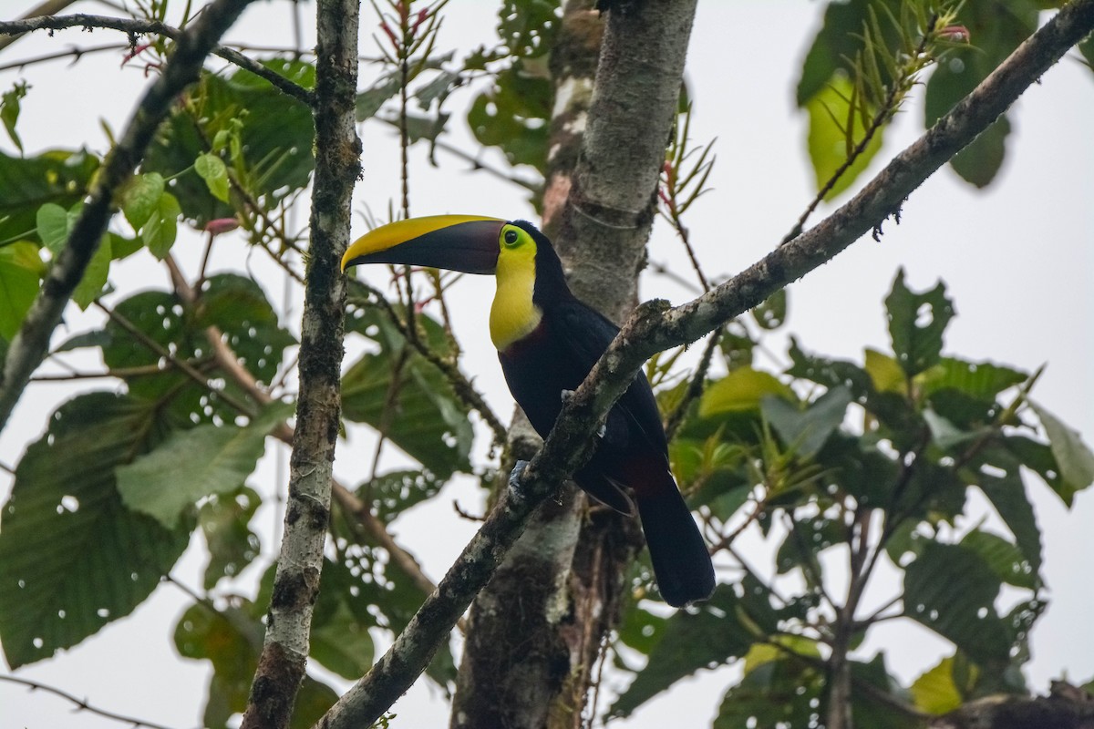 Тукан жовтошиїй - ML644306069