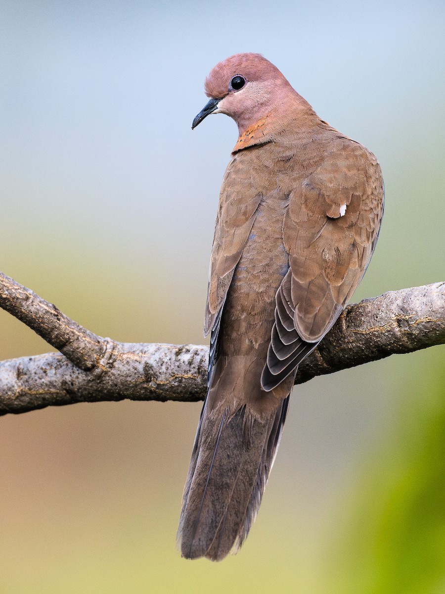 Tortora delle palme - ML644306077