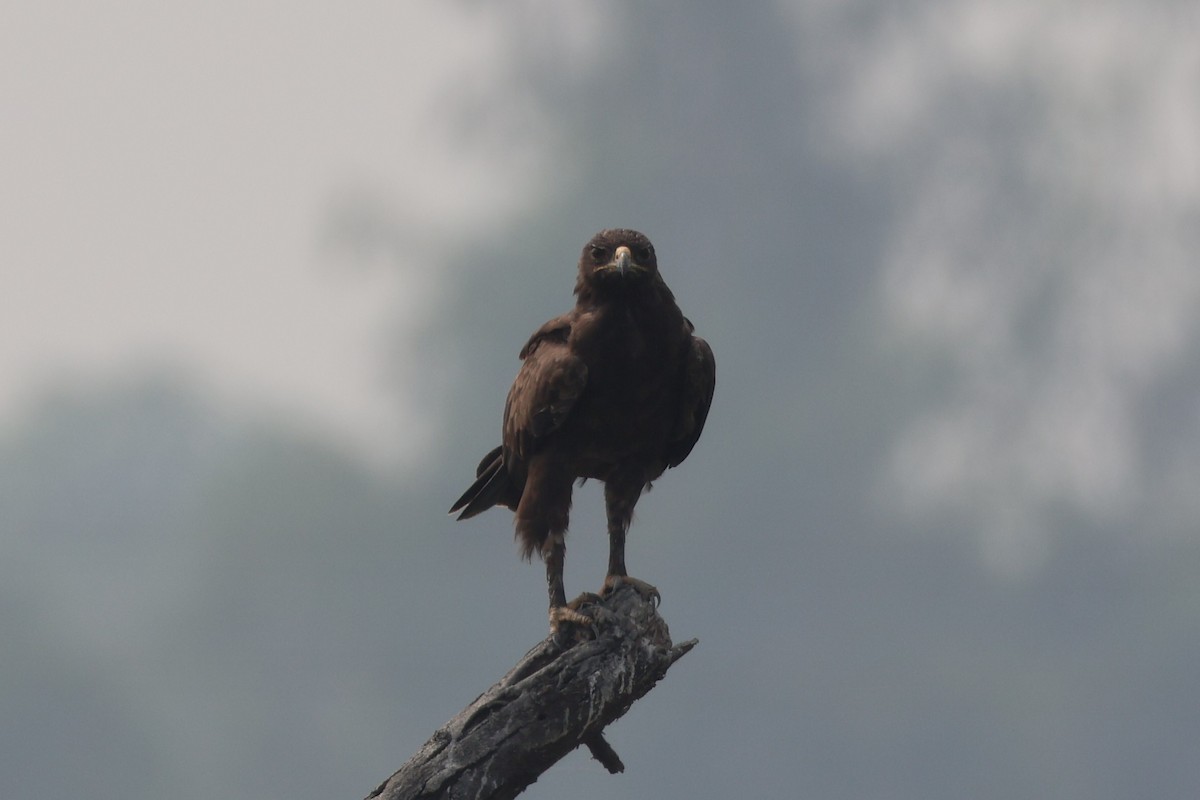 Indian Spotted Eagle - ML644306102