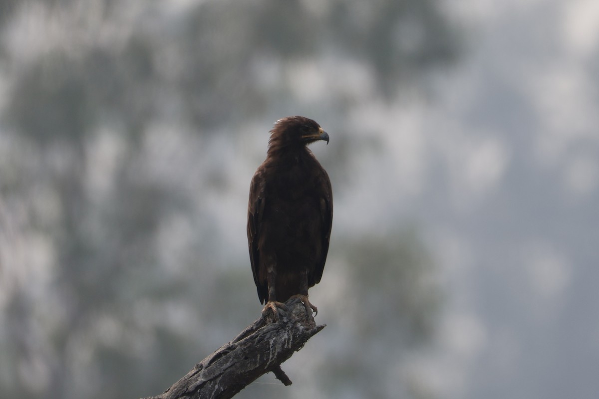 Indian Spotted Eagle - ML644306103