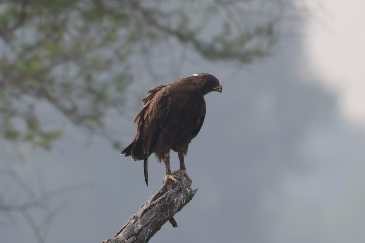 Indian Spotted Eagle - ML644306104